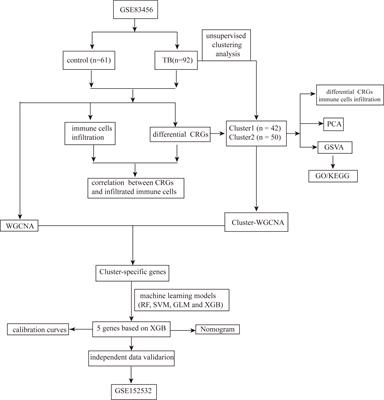 Identification of immune infiltration and cuproptosis-related molecular clusters in tuberculosis